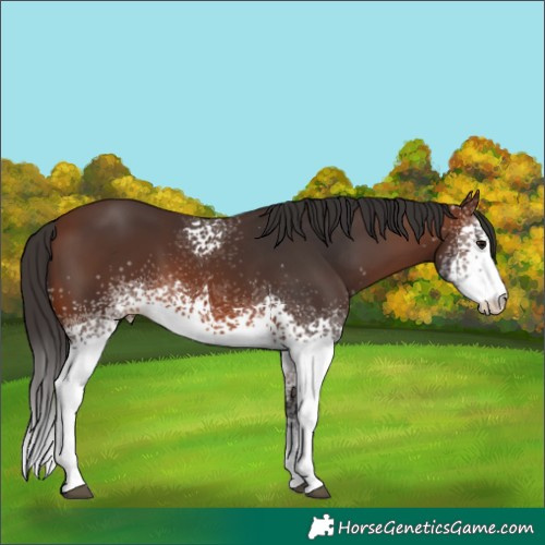Horse Color:White Spotted Brown 