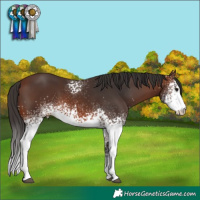 Horse Color:White Spotted Brown