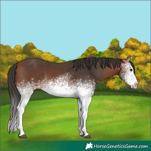 Horse Color:White Spotted Bay