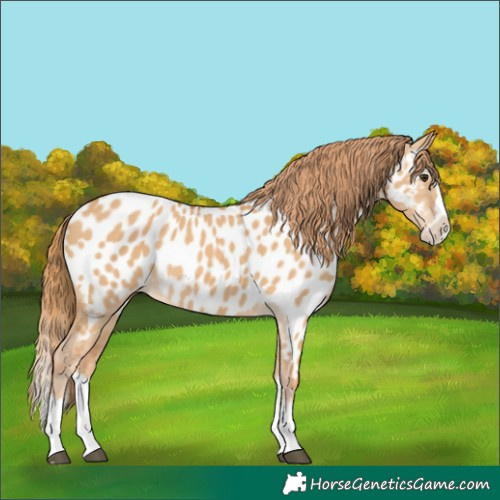 Horse Color:Red Dun Splash Appaloosa 