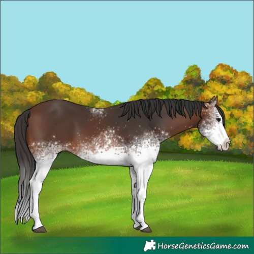 Horse Color:White Spotted Brown Sabino