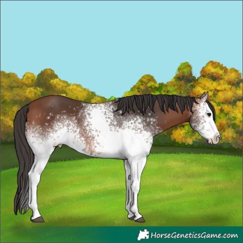 Horse Color:White Spotted Bay 