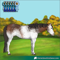 Horse Color:White Spotted Bay
