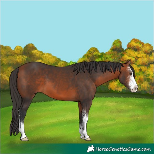 Horse Color:Bay Sabino