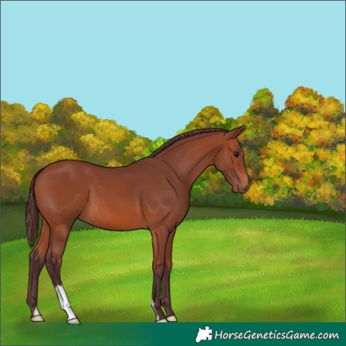 Horse Color:Chocolate Bay