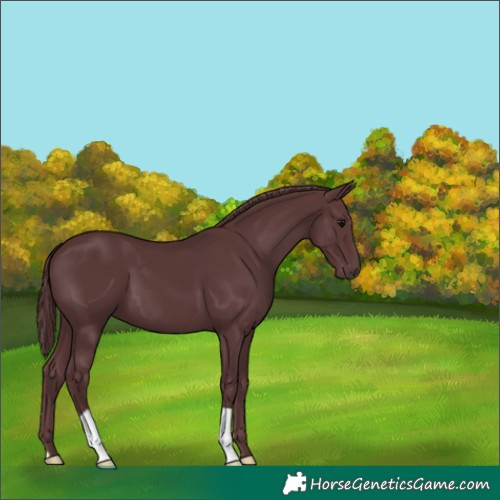 Horse Color:Chocolate Black 