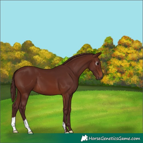 Horse Color:Gray Chocolate Bay