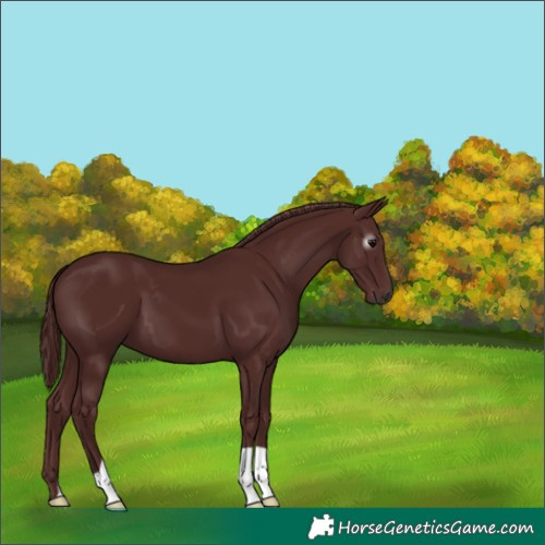 Horse Color:Gray Chocolate Black