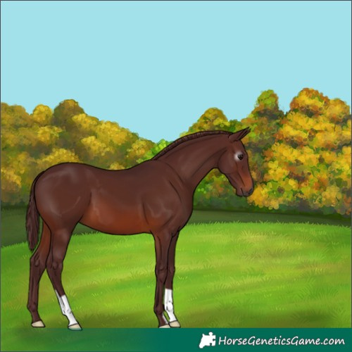 Horse Color:Gray Chocolate Brown
