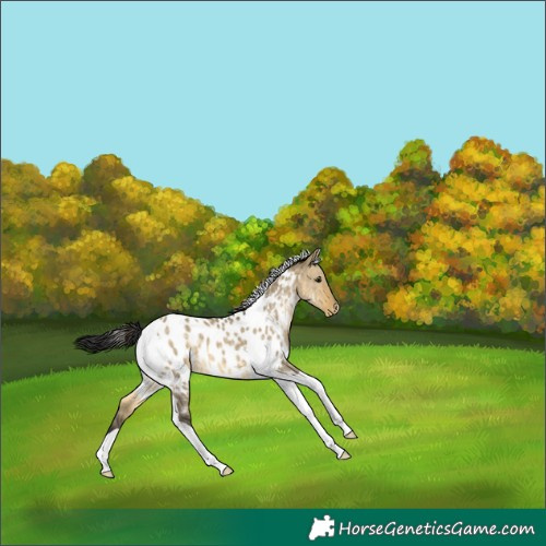 Horse Color:Buckskin Dun Tobiano Near Leopard