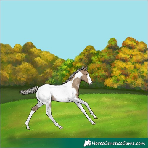 Horse Color:Silver Smoky Grullo Tobiano Near Fewspot Rabicano