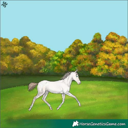 Horse Color:Perlino Dun Blanket 