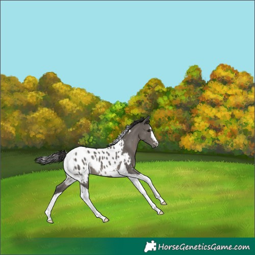 Horse Color:Grullo Tobiano Near Leopard 