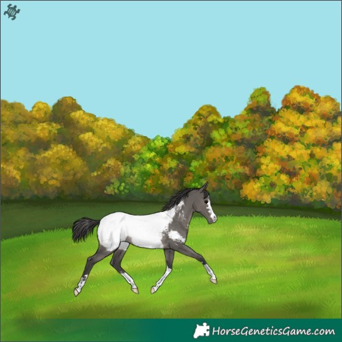 Horse Color:Grullo Near Fewspot Rabicano