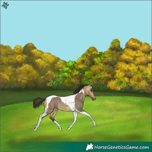 Horse Color:Buckskin Dun Tobiano Rabicano