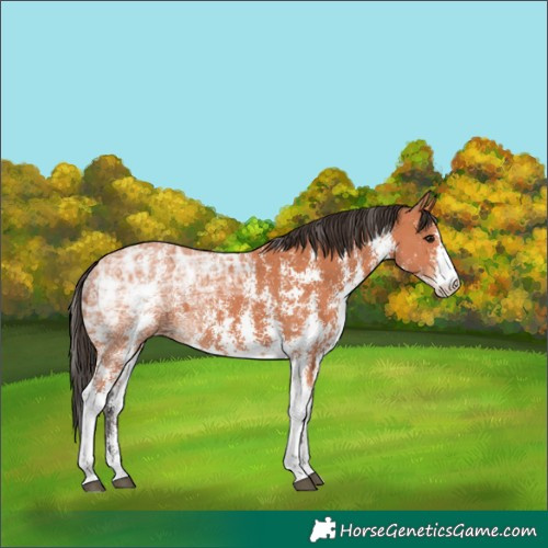 Horse Color:Bay Ice Sabino