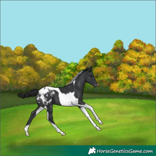 Horse Color:Black Tobiano Appaloosa 