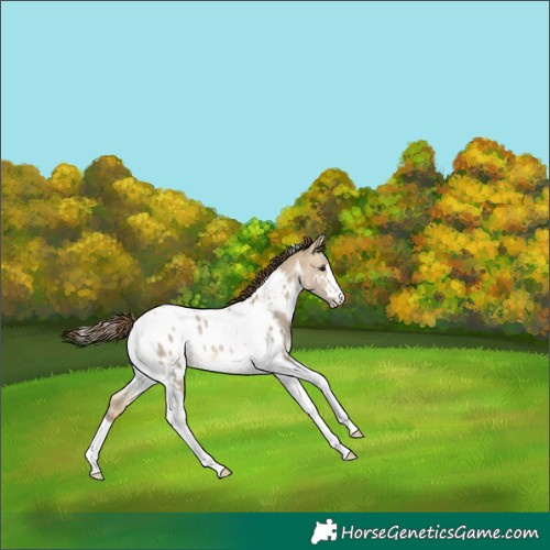 Horse Color:Buckskin Dun Tobiano Appaloosa Rabicano 