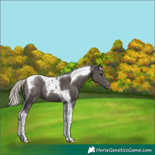 Horse Color:Silver Black Tobiano 