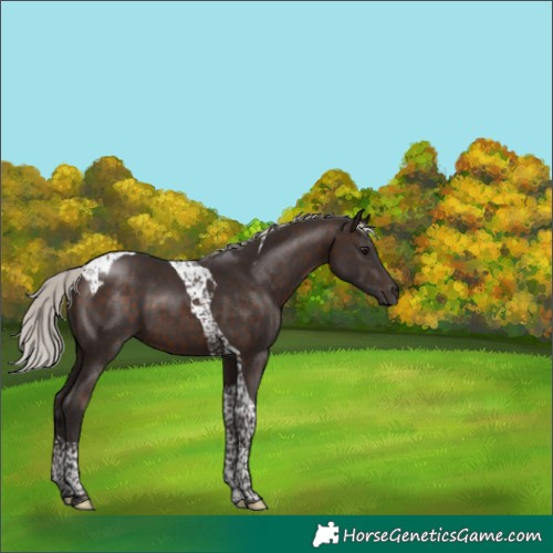 Horse Color:Silver Brown Tobiano 