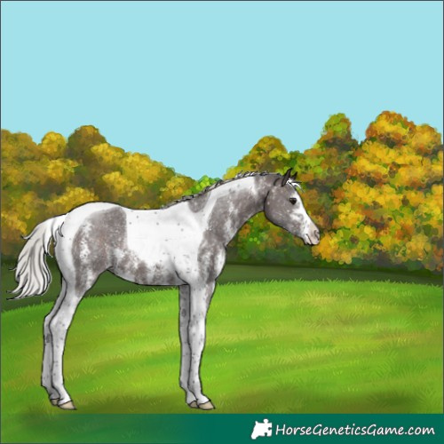 Horse Color:Silver Brown Sabino Tobiano 