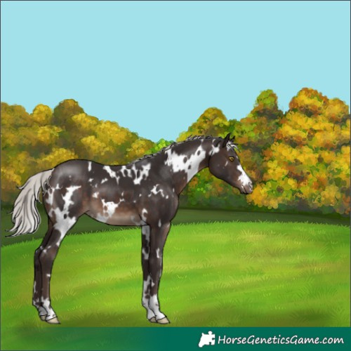 Horse Color:White Spotted Silver Brown