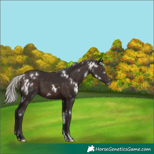Horse Color:White Spotted Silver Brown 