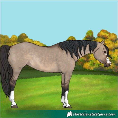Horse Color:Brown Dun  and Brown Dun Rabicano 