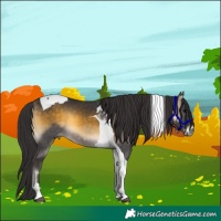 Horse Color:Buckskin Onyx Tobiano 