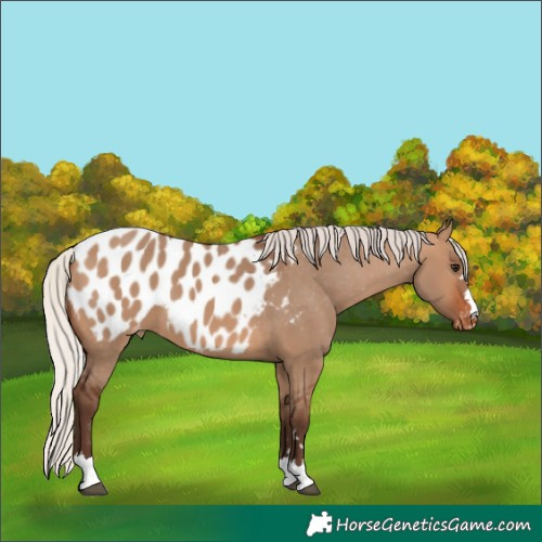 Horse Color:Silver Brown Dun Appaloosa 