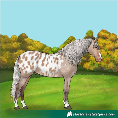 Horse Color:Silver Brown Dun Appaloosa 