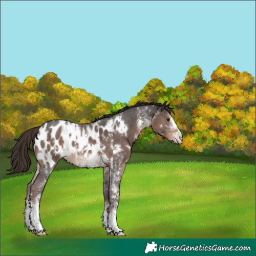 Horse Color:White Spotted Liver Chestnut Sabino Appaloosa 
