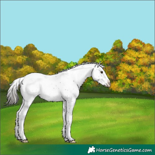 Horse Color:Liver Chestnut Sabino 