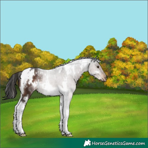Horse Color:White Spotted Liver Chestnut Tobiano 