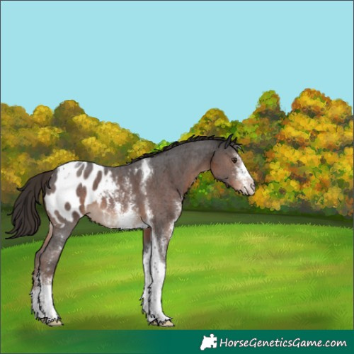 Horse Color:Liver Chestnut Sabino Tobiano Appaloosa 