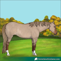 Horse Color:Liver Red Dun Rabicano