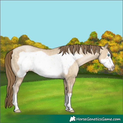 Horse Color:Buckskin Pearl Dun Frame 