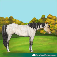 Horse Color:Powder White Buckskin Roan Dun