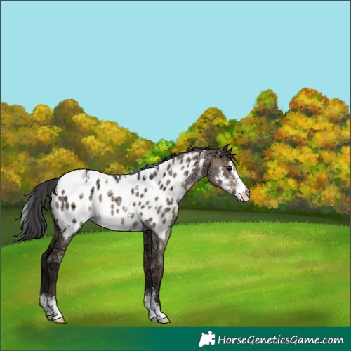 Horse Color:Powder White Brown Ice Dun Sabino Blanket