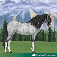 Horse Color:Blue Roan Splash 