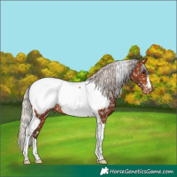 Horse Color:Silver Bay Tobiano Near Fewspot