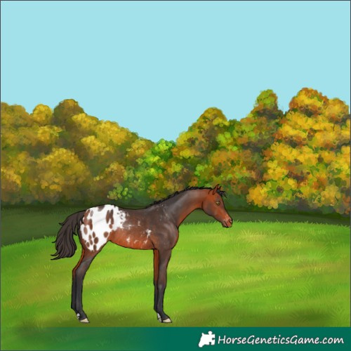 Horse Color:Bay Appaloosa Rabicano 