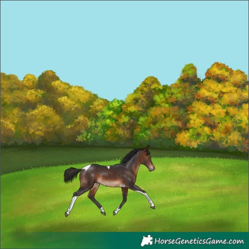 Horse Color:Brown Tobiano 