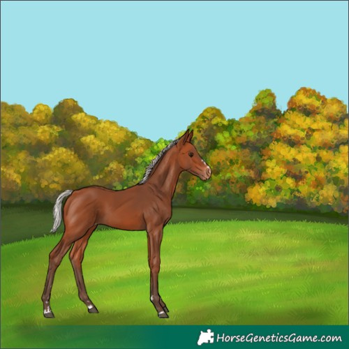 Horse Color:Silver Bay Skewed Appaloosa 