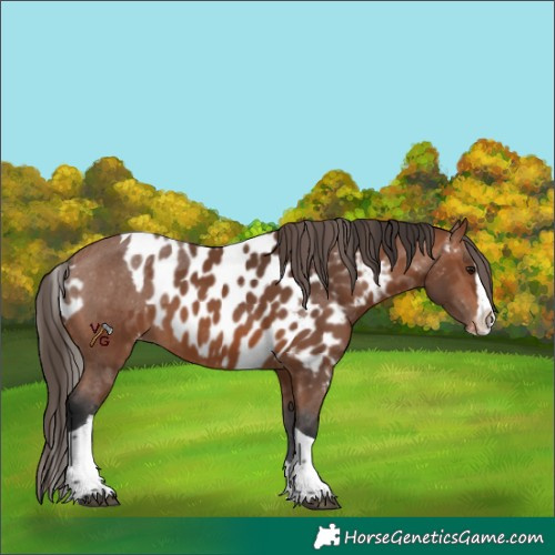 Horse Color:Bay Splash Tobiano Skewed Appaloosa 
