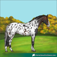 Horse Color:Brown Splash Tobiano Skewed LP Spotted