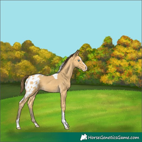 Horse Color:Amber Cream Champagne Splash Tobiano Skewed Appaloosa 