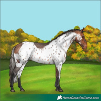 Horse Color:Bay Skewed LP Spotted 