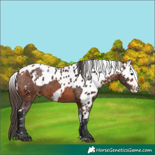 Horse Color:Bay Splash Skewed Appaloosa