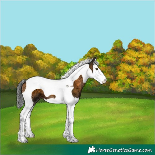 Horse Color:Brown Ice Onyx Splash Tobiano 